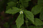 White avens